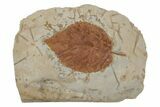 Fossil Leaf (Beringiaphyllum) - Montana #215544-1
